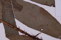 翅柄三叉蕨藏品圖，第3張