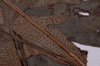 翅柄三叉蕨藏品圖，第4張