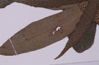 翅柄三叉蕨藏品圖，第5張