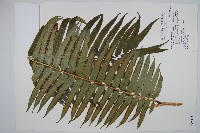 蘭嶼觀音座蓮藏品圖，第1張