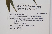 蘭嶼觀音座蓮藏品圖，第2張