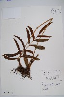 尾葉實蕨藏品圖，第1張