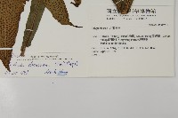 翅柄三叉蕨藏品圖，第2張