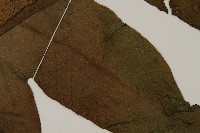 翅柄三叉蕨藏品圖，第3張