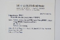 全緣卷柏藏品圖，第2張