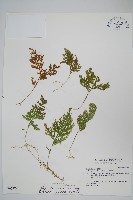 密葉卷柏藏品圖，第1張