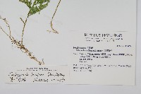 密葉卷柏藏品圖，第2張