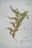 全緣卷柏藏品圖，第1張