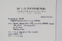 全緣卷柏藏品圖，第2張