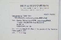 錫蘭七指蕨藏品圖，第2張