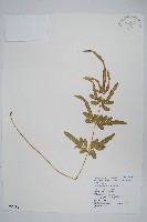 箭葉鳳尾蕨藏品圖，第1張