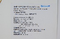 箭葉鳳尾蕨藏品圖，第2張