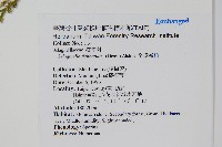 全緣卷柏藏品圖，第2張