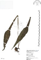 萊氏線蕨藏品圖，第1張