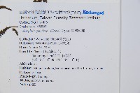 臺灣桫欏藏品圖，第5張