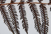 臺灣桫欏藏品圖，第7張