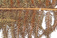筆筒樹藏品圖，第4張