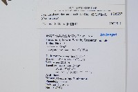韓氏黑桫欏藏品圖，第2張