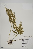 骨碎補鐵角蕨藏品圖，第1張