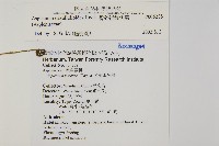 骨碎補鐵角蕨藏品圖，第2張