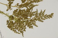 骨碎補鐵角蕨藏品圖，第3張