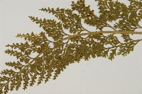 骨碎補鐵角蕨藏品圖，第4張