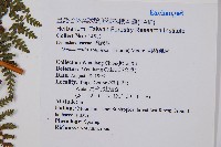 刺柄碗蕨藏品圖，第2張