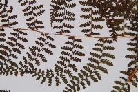 刺柄碗蕨藏品圖，第4張