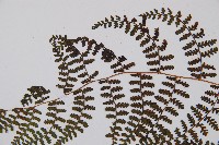 刺柄碗蕨藏品圖，第5張