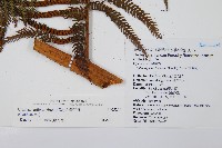 筆筒樹藏品圖，第2張