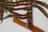 筆筒樹藏品圖，第3張