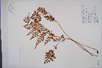 闊片烏蕨藏品圖，第1張