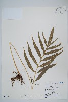 大線蕨藏品圖，第1張