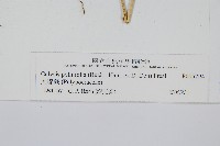 大線蕨藏品圖，第2張