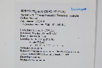 阿里山水龍骨藏品圖，第2張