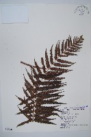 金狗毛蕨藏品圖，第1張