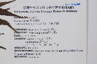 金狗毛蕨藏品圖，第2張