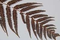 金狗毛蕨藏品圖，第3張