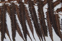 金狗毛蕨藏品圖，第4張