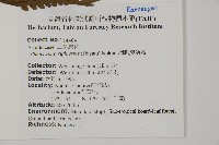網脈突齒蕨藏品圖，第2張
