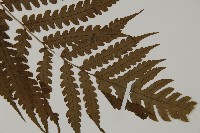 網脈突齒蕨藏品圖，第3張