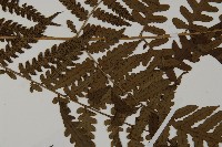 網脈突齒蕨藏品圖，第4張