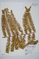 中華裡白藏品圖，第1張