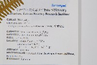 中華裡白藏品圖，第2張