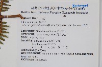 芒萁藏品圖，第2張