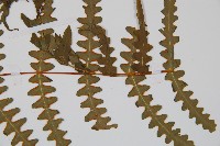 栗蕨藏品圖，第6張