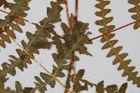 栗蕨藏品圖，第7張