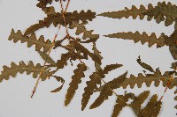 栗蕨藏品圖，第8張