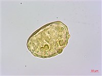 栗蕨藏品圖，第2張