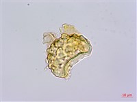 栗蕨藏品圖，第4張